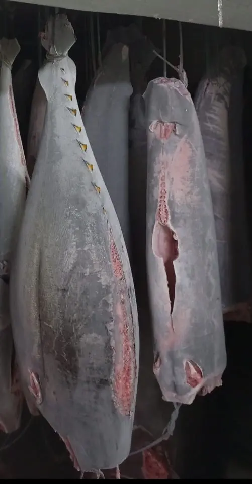 tuna freeze