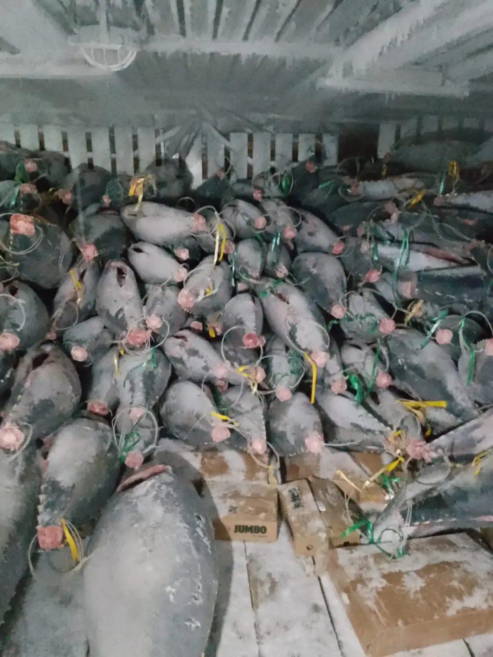 frozen tuna