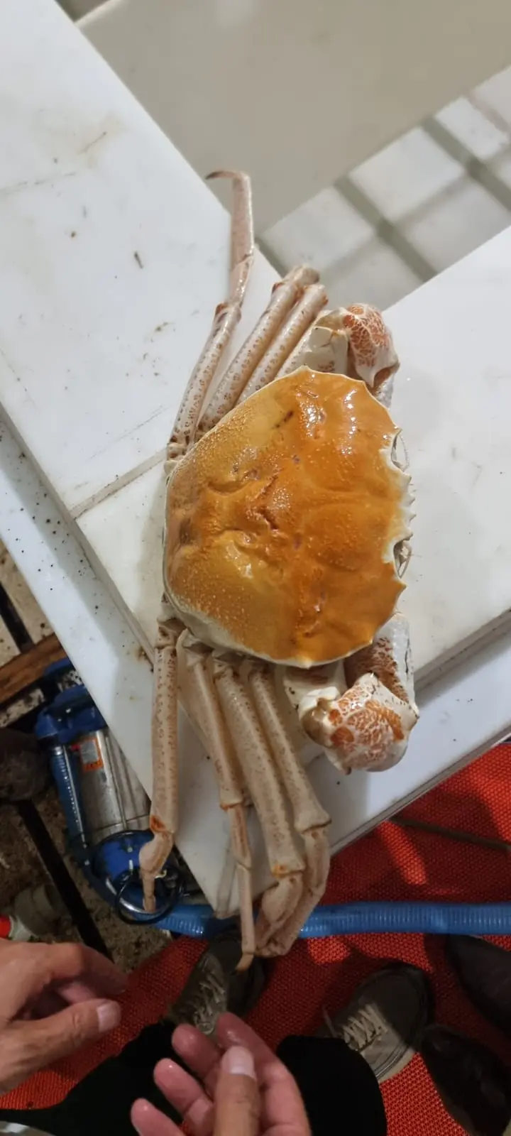 crab